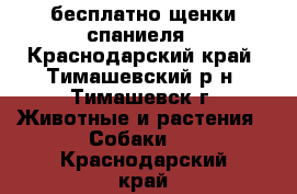 бесплатно щенки спаниеля - Краснодарский край, Тимашевский р-н, Тимашевск г. Животные и растения » Собаки   . Краснодарский край